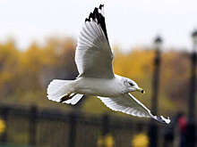 В Москве заметили редких для региона чаек-моевок, болотных гаичек и морянок