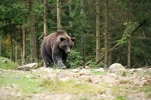 Медведя застрелят в Колыванском районе по заказу минприроды