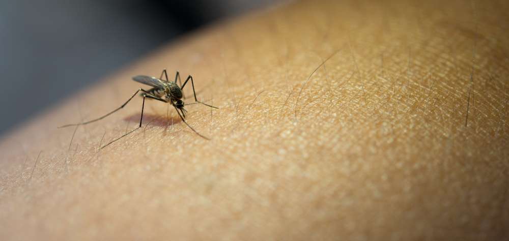 На территориях Оренбуржья проводят дезинсекцию от комаров