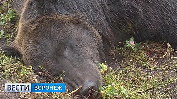 Под Воронежем под суд пойдёт хозяин медведя, растерзавшего пенсионера