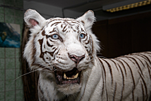 Мать белой тигрицы из Новосибирского зоопарка стала чучелом в музее