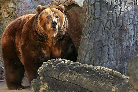 Медведи проснулись в Москве