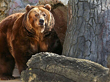 В Магадане ищут медведя, напавшего на четверых людей в черте города