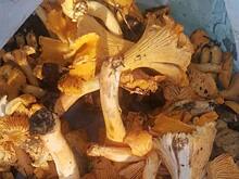 Скоро водоросли и грибы станут популярным сырьем для растительных продуктов