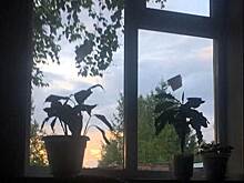 Мигранта с плохими привычками задержали после скандала в Новосибирске