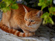 Как кот помог разбогатеть уличному музыканту