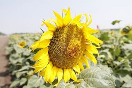 Урожай подсолнечника на Кубани вырос на 25 процентов
