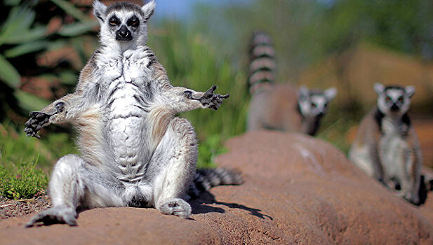 Детеныши кошачьего лемура родились в зоопарке