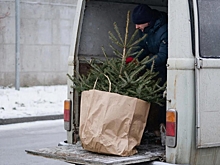 Актер рассказал, как поступить с новогодней елкой: «Мы все должны беречь природу»
