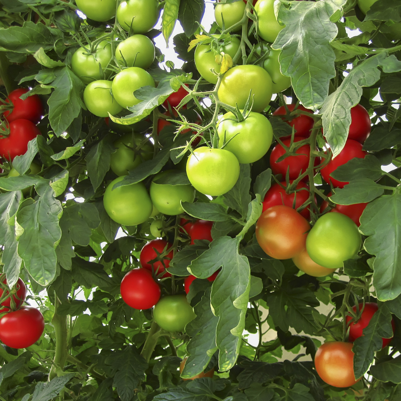 Опрыскивание томатов от фитофторы: эффективные методы борьбы