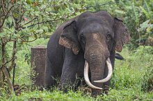 Пойдет ли экономике Шри-Ланки на пользу смесь слоновьего навоза с соломой