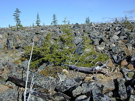 Генетики рассказали, как лиственница заселяла Сибирь после Ледникового периода
