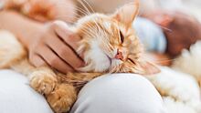 Ветеринар рассказала, могут ли домашние животные чувствовать любовь