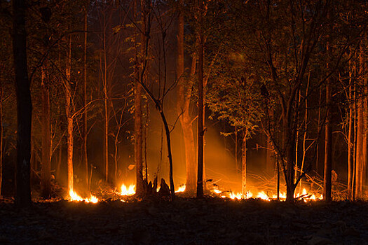 МЧС РФ спрогнозировало тяжелую ситуацию с лесными пожарами в майские праздники