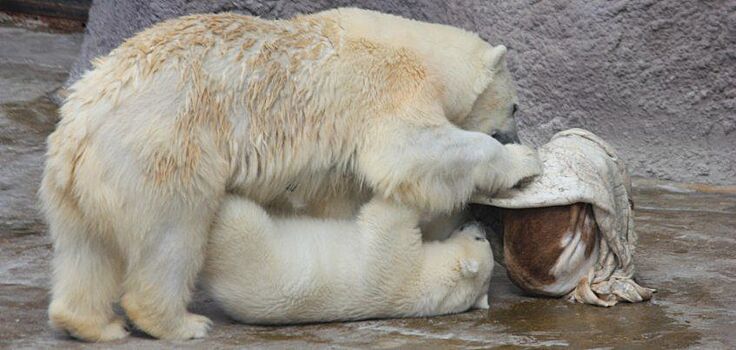 Про белых медведей из Зоопарка Удмуртии сняли фильм