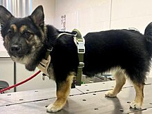 Столичные ветврачи приняли коргивчарку в клинике "Вешняки"