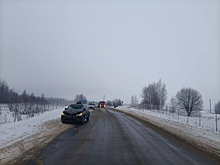 Лось в Костромской области попробовал на прочность противолосиный забор и погиб