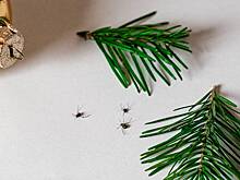 Как понять, что вместе с елкой в дом попали клещи