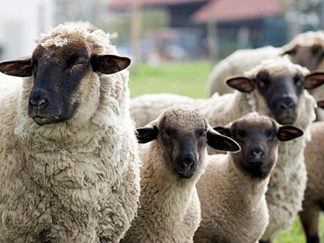 Генная терапия вылечила дневную слепоту у овец – на очереди люди