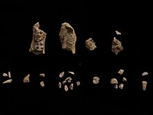 Не только Люси: в Африке рядом жили два вида протолюдей — открытие