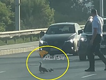 Утку с малышами перевел через Димитровский мост автомобилист в Новосибирске
