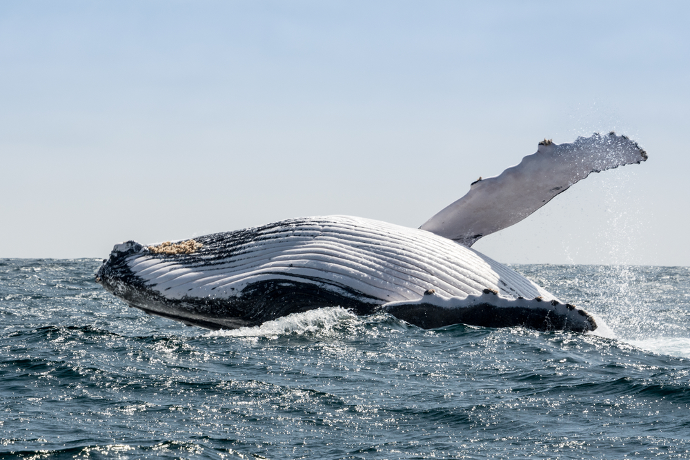 Где в России смотреть на живых китов: шесть лучших мест -  Рамблер/путешествия