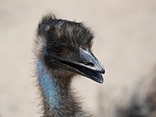 Из Нижнего Новгорода на Сахалин доставили двух страусов эму