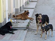 Промахнулись: В Туле при отлове собак снотворным попали в человека
