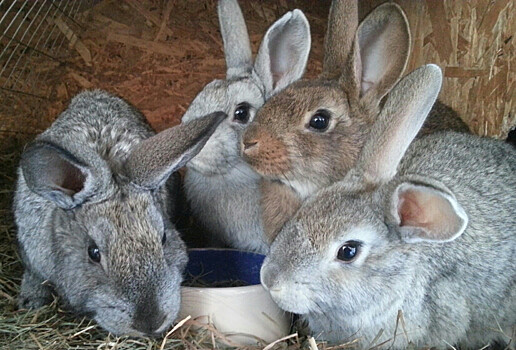 В Чите откроется крупное кролиководческое предприятие
