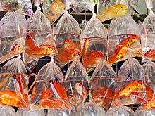 Власти заставят голландца выловить из канала 80 золотых рыбок