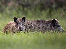 Биолог Глазков рассказал, какие животные в подмосковных лесах проявляют агрессию в мае