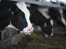 Лучших коров и птиц редких пород покажут в Ленинском районе 29 июня