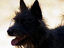 Трейлер: в России выходит семейная комедия про песиков "Мой любимый двортерьер"