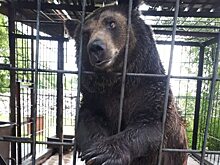 Суд изъял у саратовчанки медведицу по кличке Венера