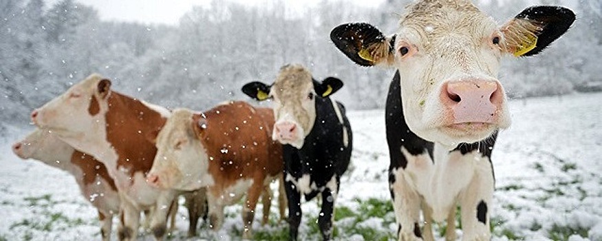 Ученые рассказали, почему коровы не мерзнут даже в 50-градусные морозы