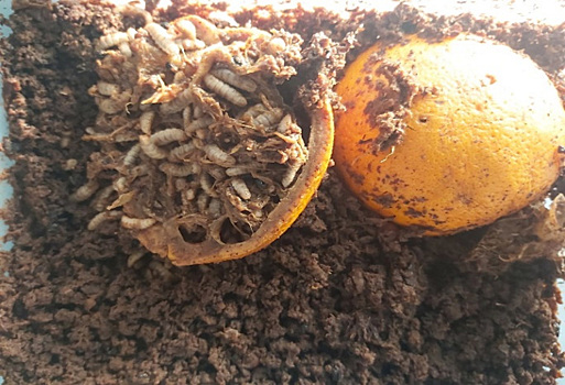 В Челябинске предложили выращивать съедобных мух