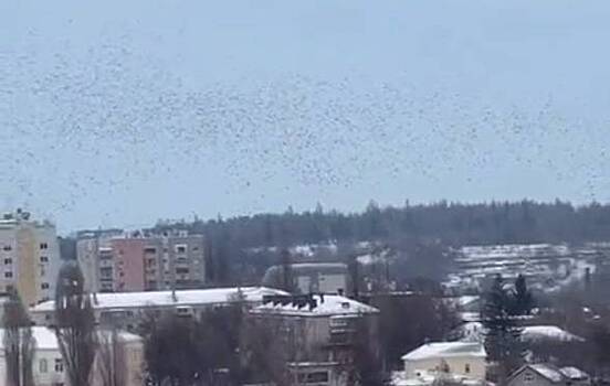 Губернатор российского региона показал удивительное поведение птиц при ракетной опасности