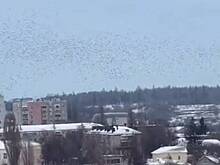 Губернатор российского региона показал удивительное поведение птиц при ракетной опасности