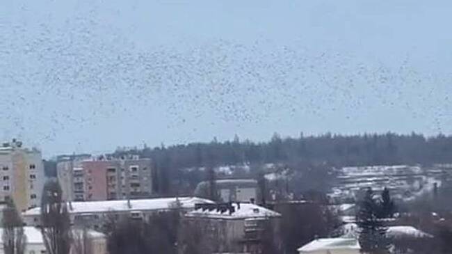 Губернатор российского региона показал удивительное поведение птиц при ракетной опасности
