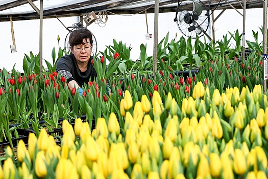 Могут ли калужские цветы конкурировать с привезенными из Армении и Эквадора?