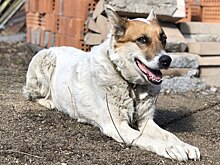 Сидел на месте целую неделю: новосибирцы нашли у Димитровского моста верного пса без хозяина