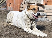 Сидел на месте целую неделю: новосибирцы нашли у Димитровского моста верного пса без хозяина
