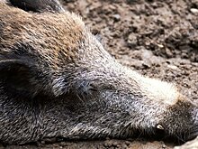В Бессоновском районе на дорогах погибли лось и кабан