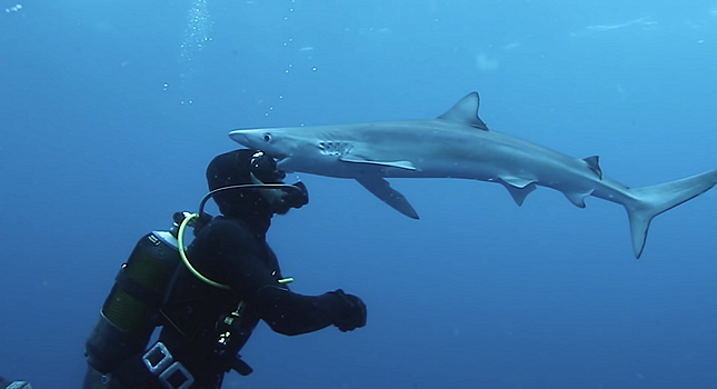 Акула "поцеловала" засмотревшегося на нее дайвера – видео