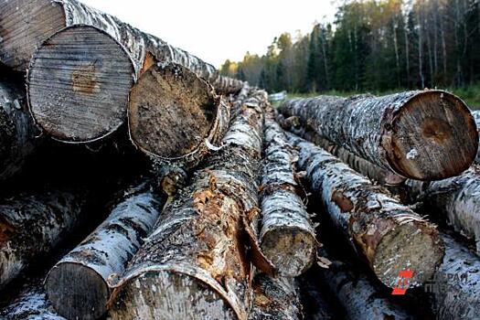 Что мешает бороться с незаконной вырубкой пермского леса
