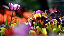Более миллиона тюльпанов, гиацинтов и нарциссов расцветет в столичных парках к началу мая