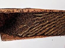 Мужчина больше года терпел сто тысяч пчел в доме