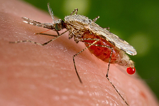 Части России предрекли появление малярийных комаров из-за изменения климата