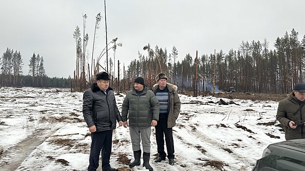Никольский лес до сих пор расчищают после летнего урагана