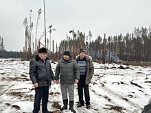 Никольский лес до сих пор расчищают после летнего урагана